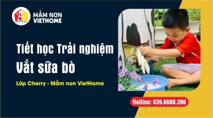 Tiết học trải nghiệm vắt sữa bò - Sự hào hứng của lớp Cherry tại mầm non VietHome