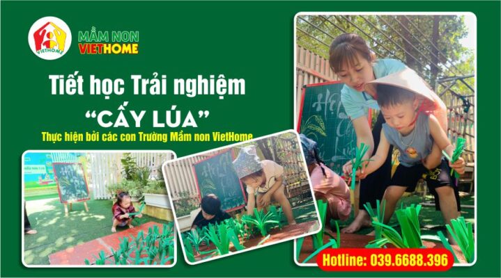 Tiết trải nghiệm cấy lúa của các bạn Mầm non VietHome