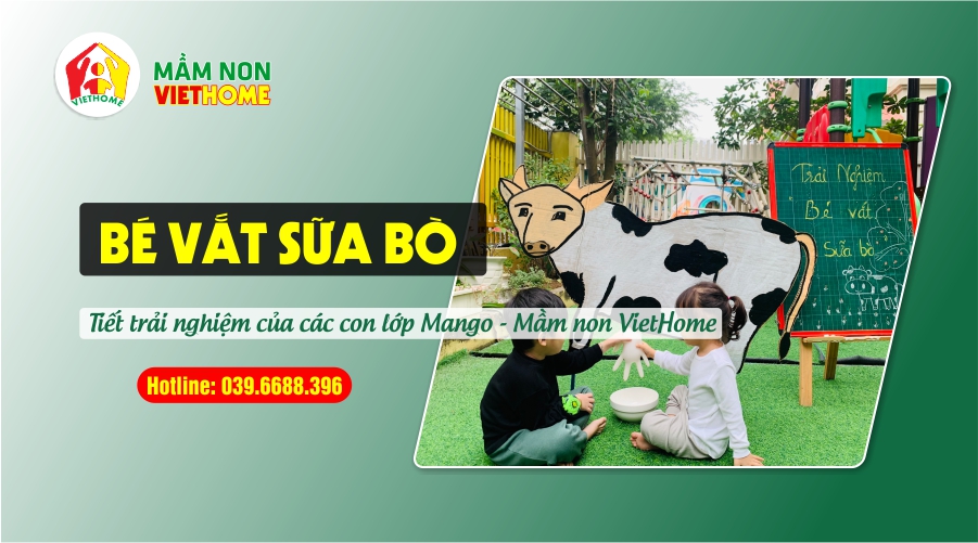 Tiết trải nghiệm Bé vắt sữa bò của các bạn lớp Mango - Mầm non VietHome