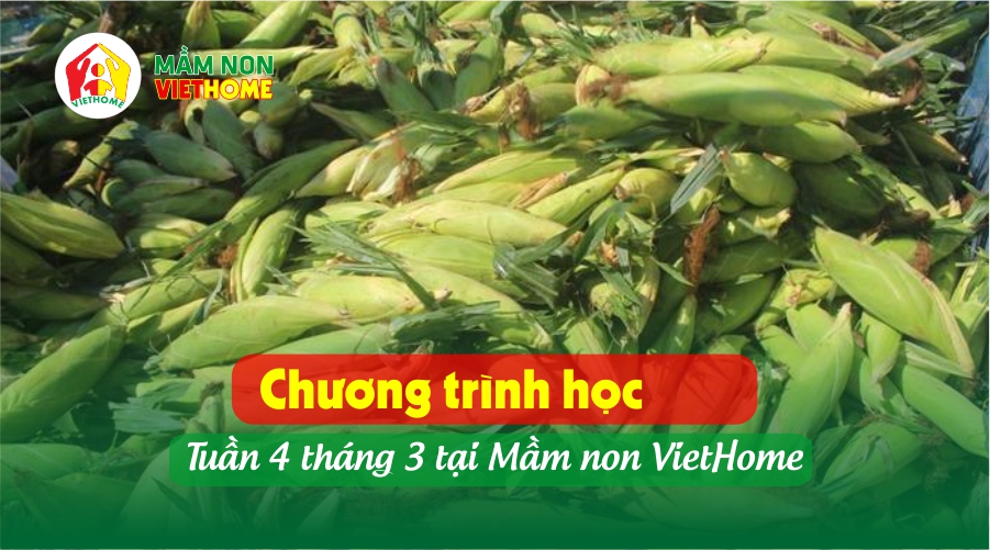 Chương trình học Tuần 4 tháng 3-2024 tại Mầm non VietHome