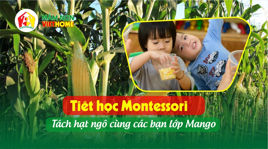 Tiết Montessori: Tách hạt ngô cùng các bạn lớp Mango